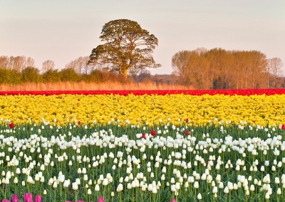 Tulip fields at Narborough near Swaffham in the Norfolk Countryside