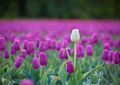A lone white tulip amongst a field of purple tulips in the Norfolk Countryside.