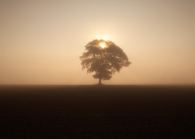 Silhouetted tree in the mist at sunrise, Norfolk Countryside