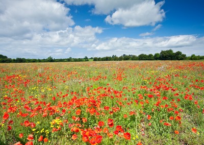 Summer poppy field captured near Castle Acre in the Norfolk countryside.