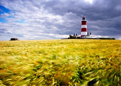 Happisburgh Lighthouse & Barley Field in the summer on the Norfolk Coast