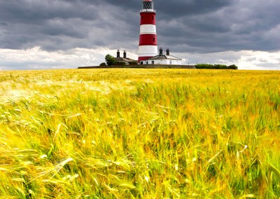 Happisburgh Lighthouse & Barley Field in the summer on the Norfolk Coast