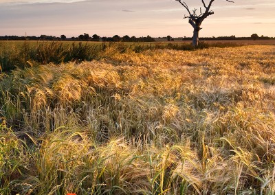 Dead Tree & Barley Field in the Norfolk Countryside