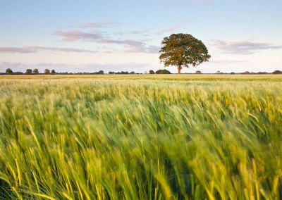 Summer Barley Field in the Norfolk Countryside close to the village of Potter Heigham